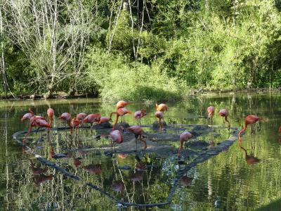 Flamant du Chili - 2021