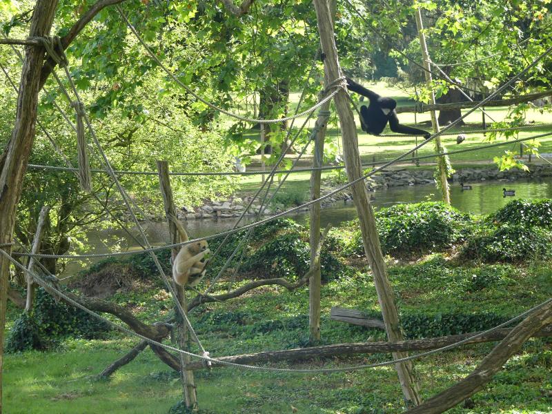 Gibbon à favoris blancs - 2021