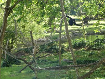 Gibbon à favoris blancs - 2021