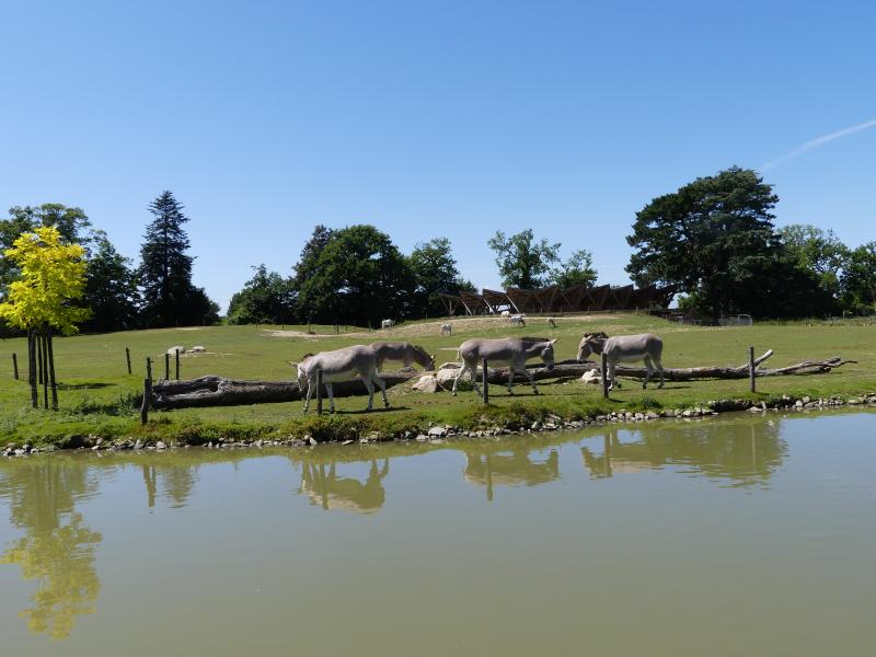 Ane de Somalie - 2021