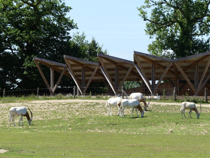 Oryx algazelle - 2021