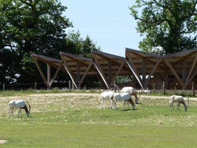 Oryx algazelle - 2021