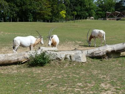 Oryx algazelle - 2021