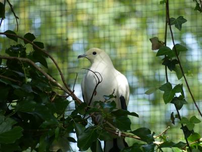 Carpophage bicolore- 2021