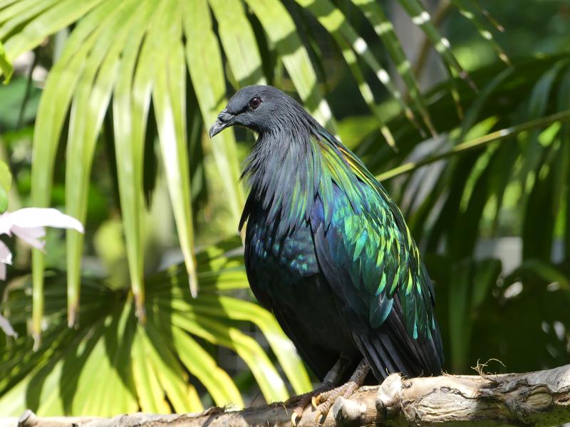 Pigeon nicobar - 2021