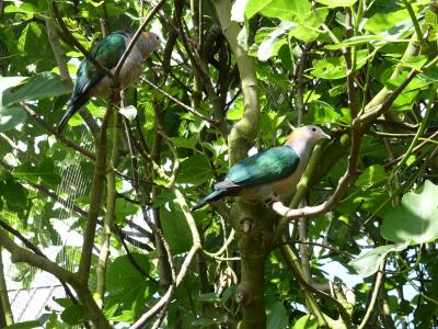 Carpophage pauline - 2021