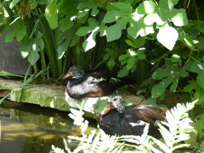 Canard à ailes blanches - 2021