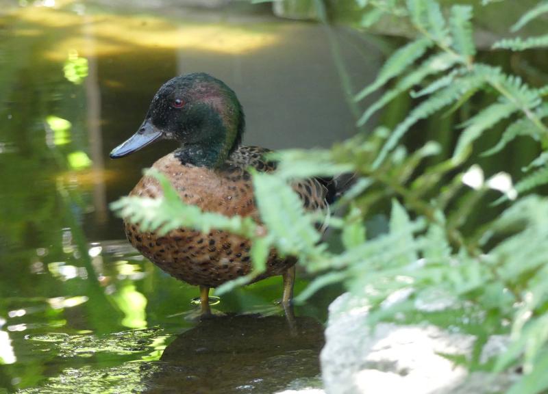 Sarcelle chataigne - 2021