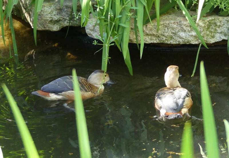 Dendrocygne de Java - 2021