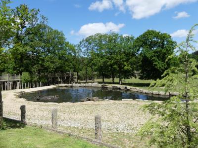 Rhinocéros indien - 2021