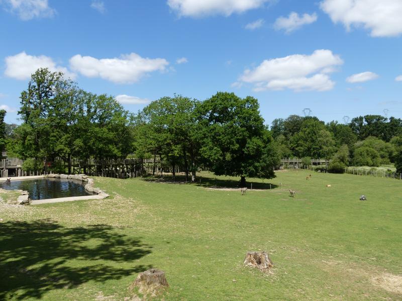 Cerf de Duvaucel - 2021