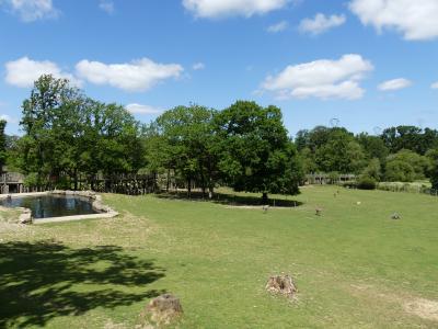 Cerf de Duvaucel - 2021