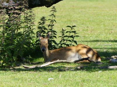 Cerf hydropote - 2021