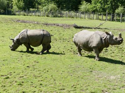 Rhinocéros indien - 2021