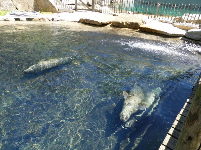 Phoque veau marin - 2021