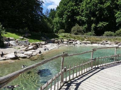 Manchot de Humboldt - 2021