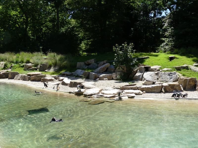 Manchot de Humboldt - 2021