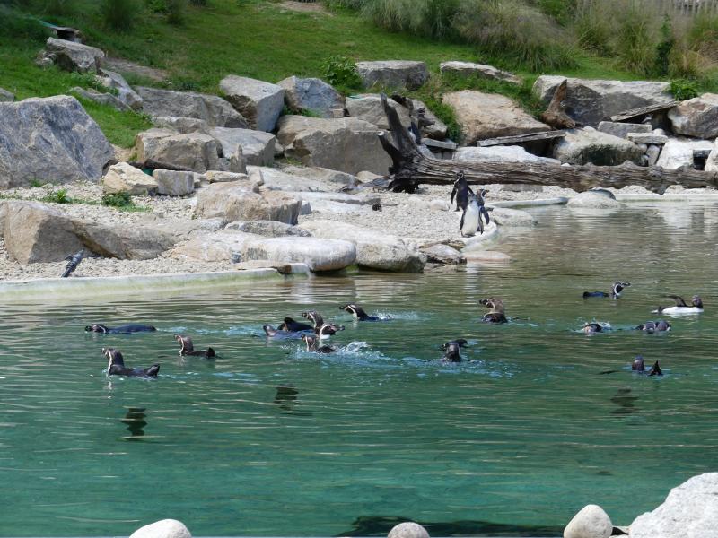 Manchot de Humboldt - 2021