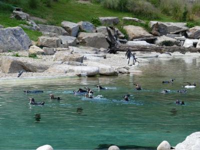 Manchot de Humboldt - 2021