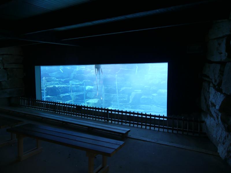 Phoque veau marin - 2021