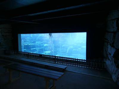 Phoque veau marin - 2021