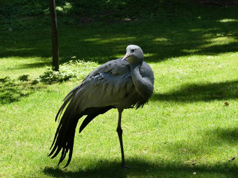 Grue du paradis - 2021