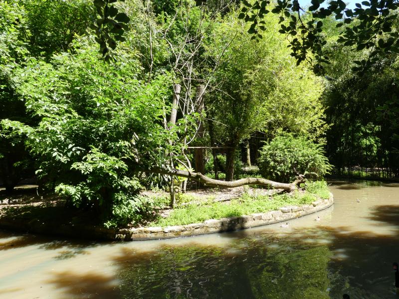 Tamarin pinché - 2021