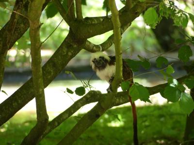 Tamarin pinché - 2021