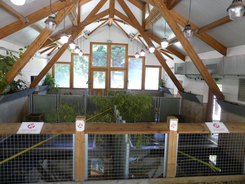 Hippopotame pygmée - 2021