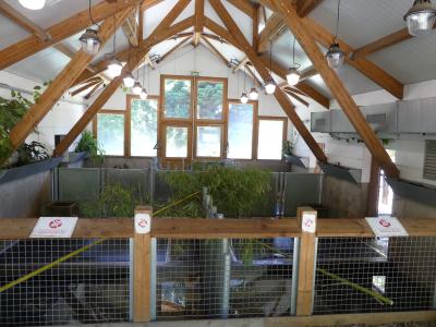 Hippopotame pygmée - 2021