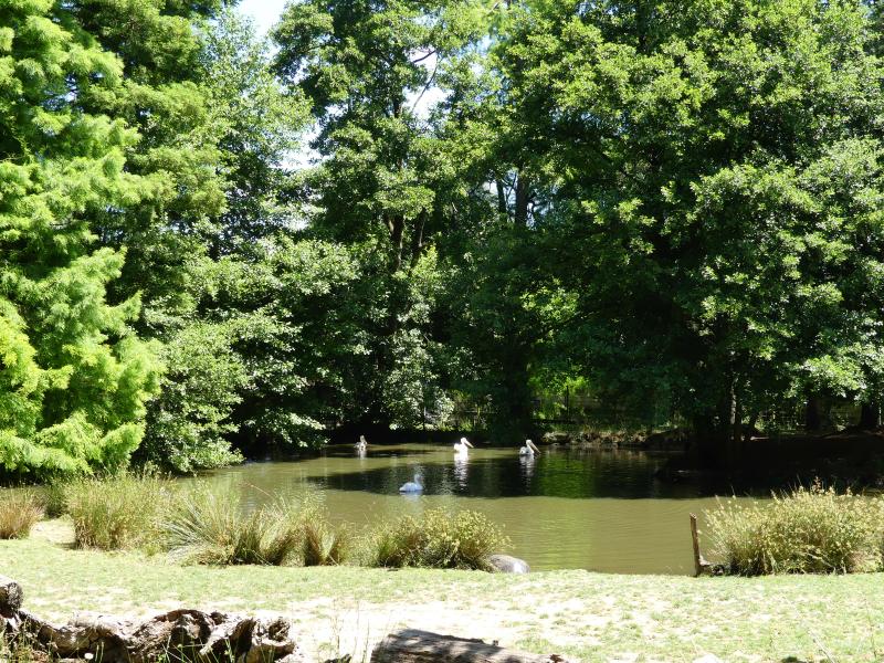 Hippopotame pygmée - 2021