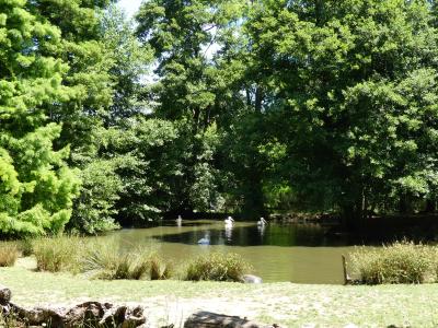 Hippopotame pygmée - 2021