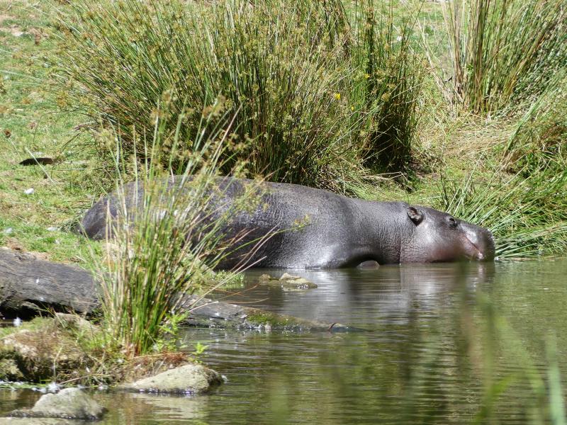 Hippopotame pygmée - 2021