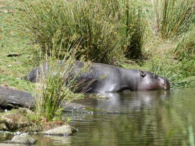 Hippopotame pygmée - 2021