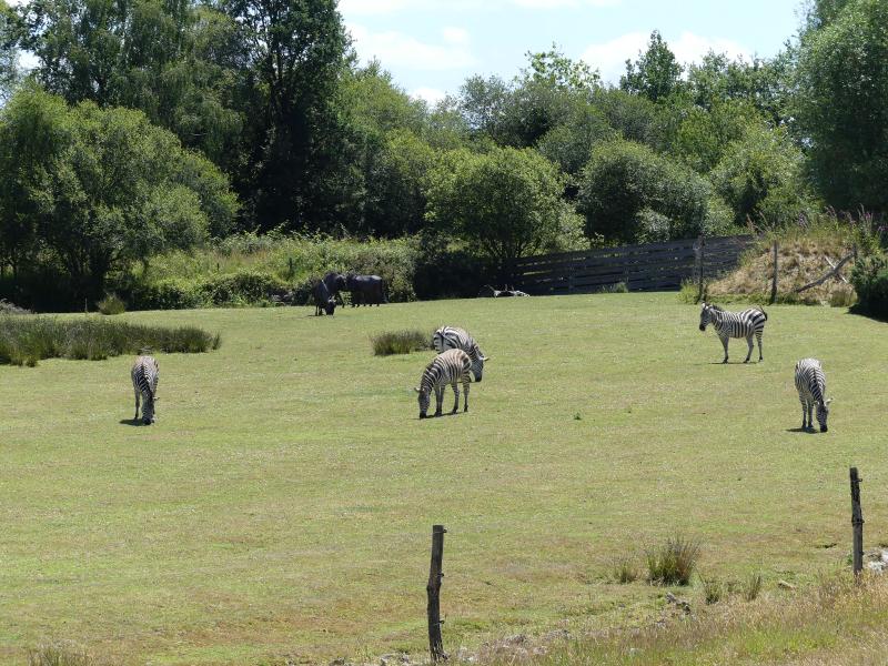 Plaine africaine - 2021