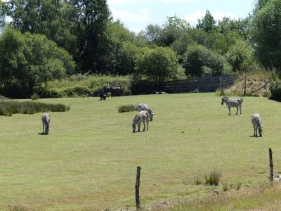 Plaine africaine - 2021