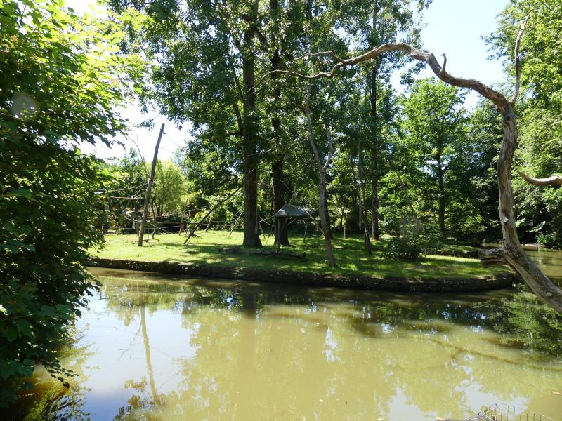 Saïmiri à tête noire - 2021