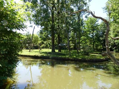 Saïmiri à tête noire - 2021