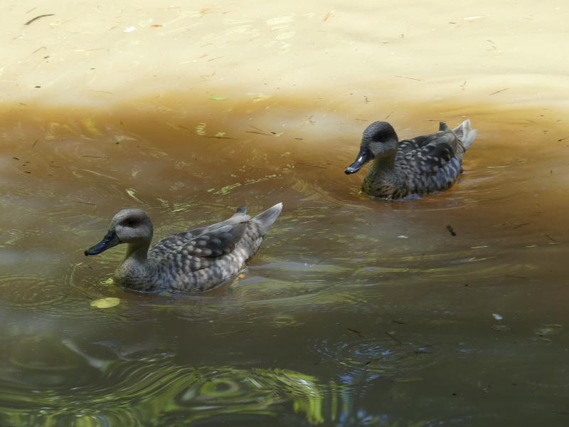 Sarcelle marbrée - 2021