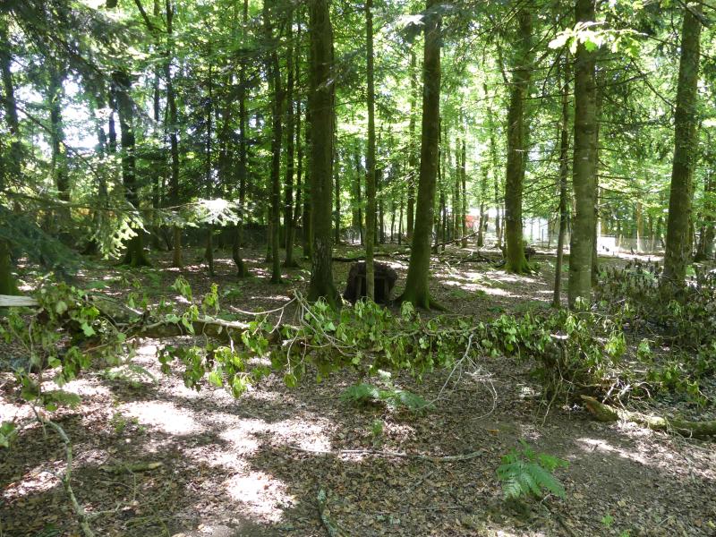 Wallaby de Parma - 2021