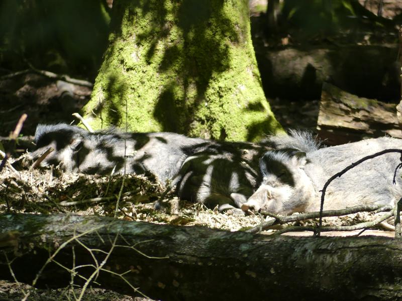 Sanglier des Visayas - 2021