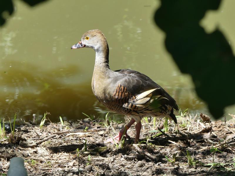 Dendrocygne d'Eyton - 2021