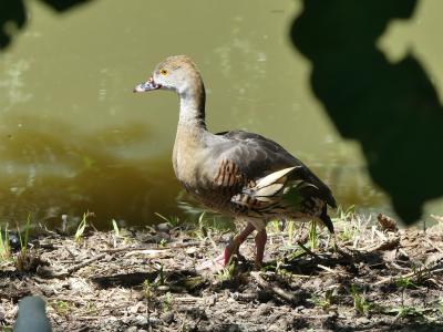Dendrocygne d'Eyton - 2021
