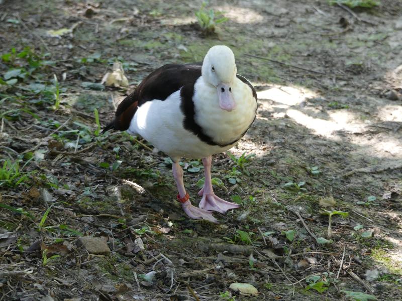 Tadorne radjah - 2021