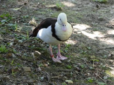 Tadorne radjah - 2021