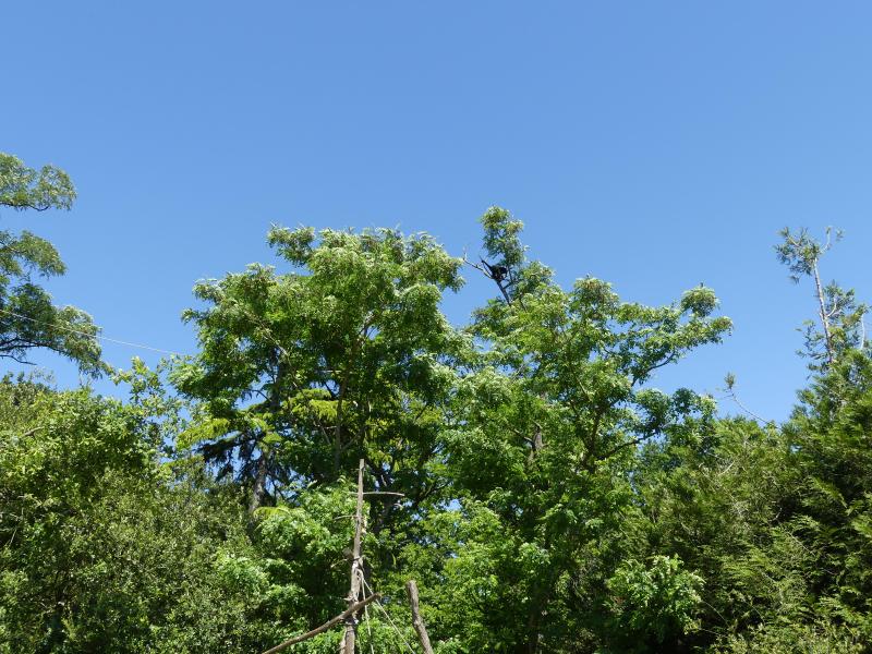 Gibbon à bonnet - 2021