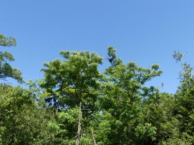 Gibbon à bonnet - 2021