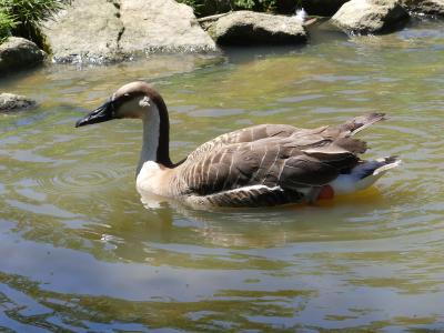 Oie cygnoïde - 2021