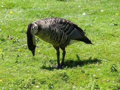 Bernache néné - 2021