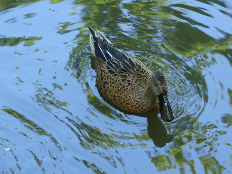 Souchet d'Argentine - 2021